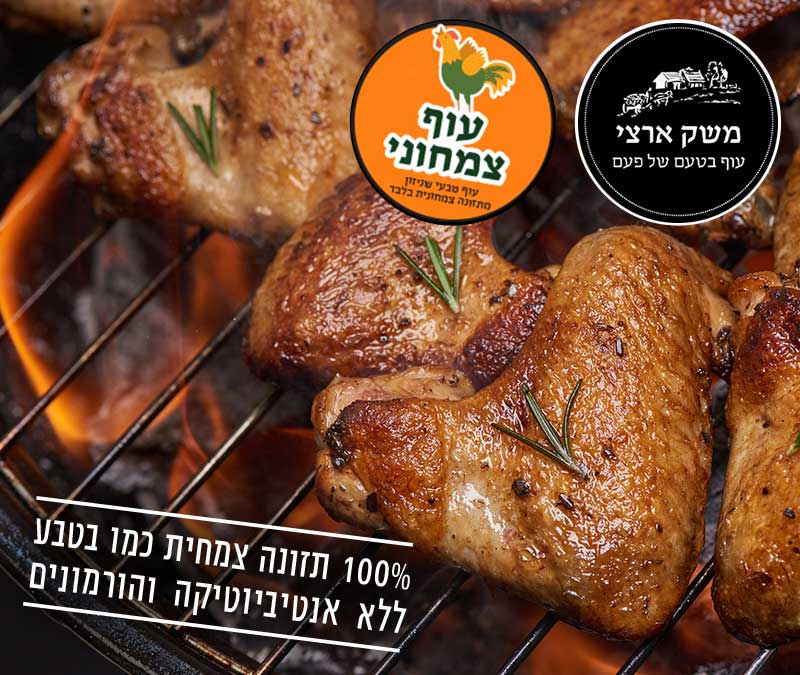 עוף ללא אנטיביוטיקה